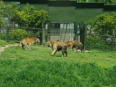 -上海野生动物园