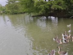 -海珠湖公园