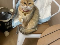 -唐小姐の私宠·宠物洗护美容·撸猫馆·购宠(周浦万达旗舰店)