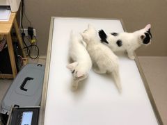 -爱妮康宠物医院·干细胞免疫细胞·肿瘤·心脏(张江店)