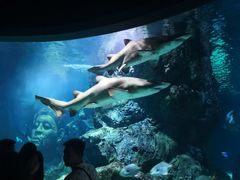 -暹罗海洋世界