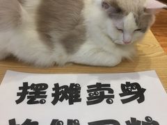 -绒爪撸猫下午茶·猫咖