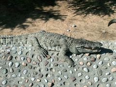 -石家庄市动物园