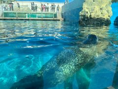 -秦皇岛乐岛海洋王国