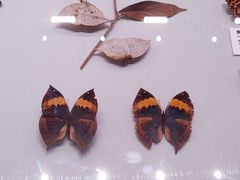 -四川大学博物馆