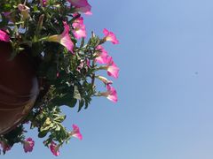 -荷兰花海