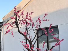 -东山风景区(洞庭东山)