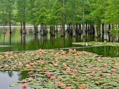 -白鹭湾湿地公园