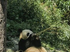 -中国大熊猫保护研究中心雅安碧峰峡基地