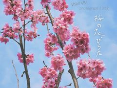-顾村公园
