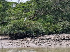 -东寨港红树林旅游区