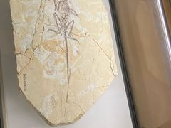 -辽宁古生物博物馆