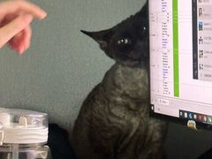 -嘉馨宠物医院·CT影像转诊·心脏科·犬猫全科诊疗中心(下沙大学城院区)