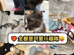 -楼上猫咖(罗湖店)