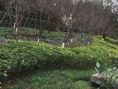 -重庆彩云湖湿地公园