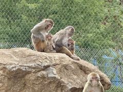 -西霞口神雕山野生动物世界