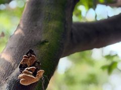 -南国桃园旅游度假区