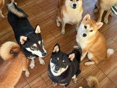 -柴犬高等学院·狗咖·柴犬售卖·宠物训练