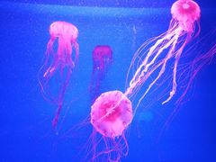 -福州罗源湾海洋世界旅游区