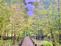 -桤木河湿地公园