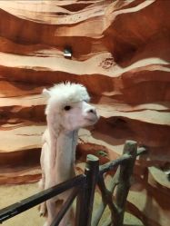 -酷嗒动物文化乐园(cutezoo西溪乐天城店)