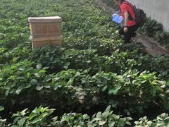 -大自然农场蔬菜草莓采摘园