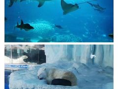 -珠海长隆海洋王国