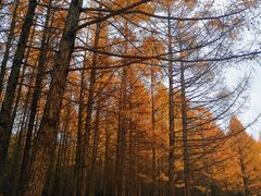 -塞罕坝国家级自然保护区