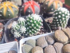 -桂林市花鸟市场