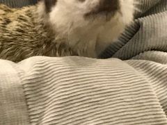 -藦茜花园宠物主题亲子互动体验馆(国顺东路店)