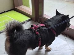 -瑞鹏宠物医院·骨科·猫科·内科(第一中心)