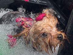 -博特宠物医院24h犬猫全科.骨科·异宠