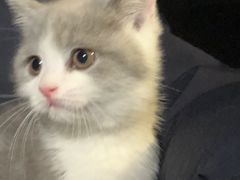 -欣宠猫屋·矮脚拿破仑·蓝金金渐层