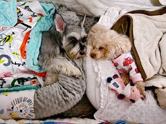 -爱侣宠医·鹦鹉专科·小型哺乳类·异宠专科(灵石路店)