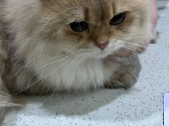 -萌兽医馆·宠物医院·猫骨科(创景店)