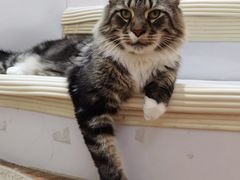 -COLOR PETS 撸猫馆·购猫·猫咖(长风大悦城店)