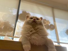 -绒爪撸猫下午茶·猫咖