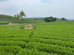 -龙坞茶村