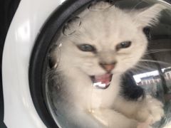 -汪喵宠物医院·骨科心脏影像·犬猫急重症ICU诊疗中心(成华分院)