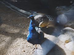 -东部华侨城