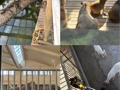 -石家庄市动物园