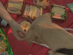 -栖露营camping·天幕烧烤·团建拓展·采摘营地