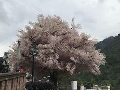 -四川省成都市彭州市白鹿镇