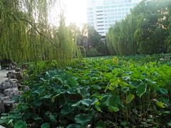 -莲湖公园