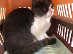 -萌兽医馆·犬猫专科·眼科中心·宠物医院(朝阳门分院)