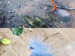 -清迈夜间动物园