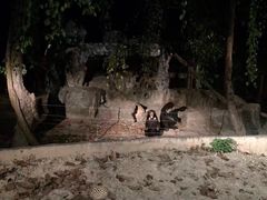 -清迈夜间动物园