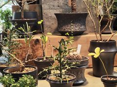 -自由生长植物工作室(深港花卉中心店)