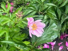 -黑龙江省森林植物园