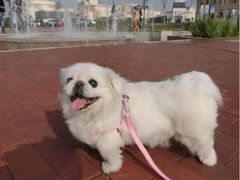 iphone_upload_pic-爱宠屋pet shop·宠物洗澡·宠物美容